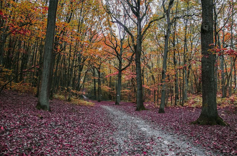 Image de la catégorie Matériel forestier