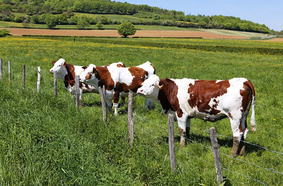 Image de la catégorie Désileuses pailleuses pièces-acc.